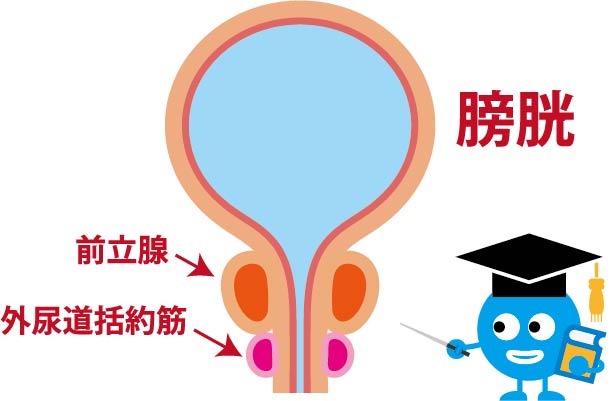 前立腺の人体図